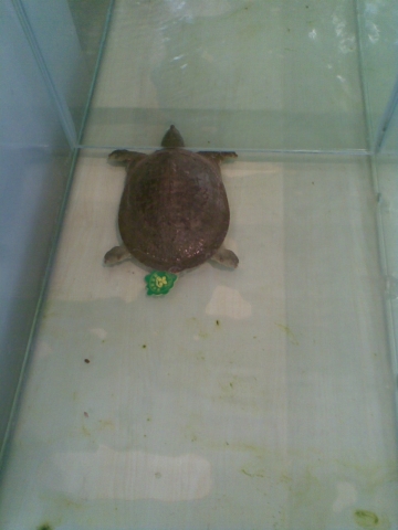 schildkroete